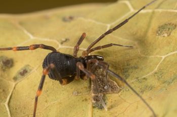 Media type: image;   Invertebrate Zoology 151528